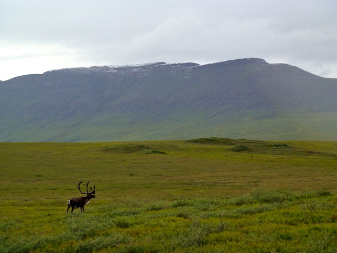 Caribou